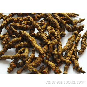 Coptis de la medicina herbal china de Ranunculaceae